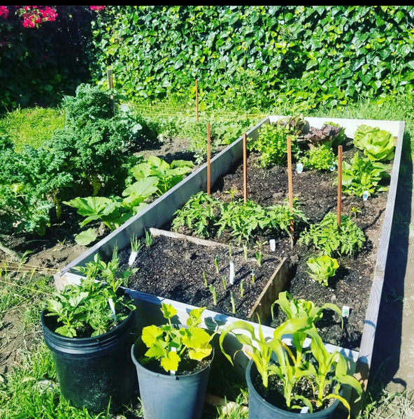 How to Start A Small Urban Vegetable Garden
